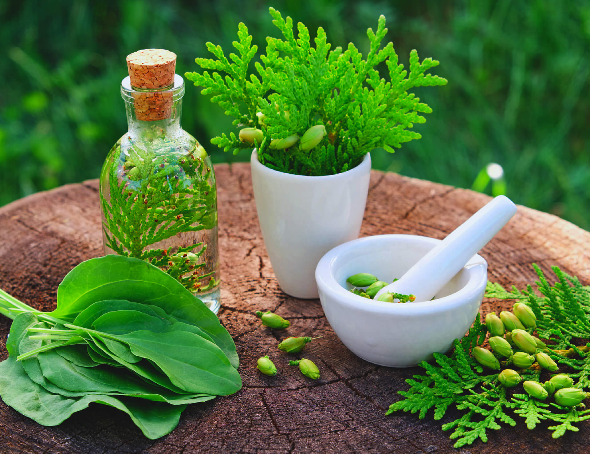 bottle of thuja infusion or oil, mortar and plantain leaves
