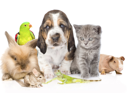 Big group of cute pets